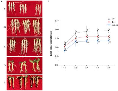 Transcriptomic Insights Into Root Development and Overwintering Transcriptional Memory of Brassica rapa L. Grown in the Field